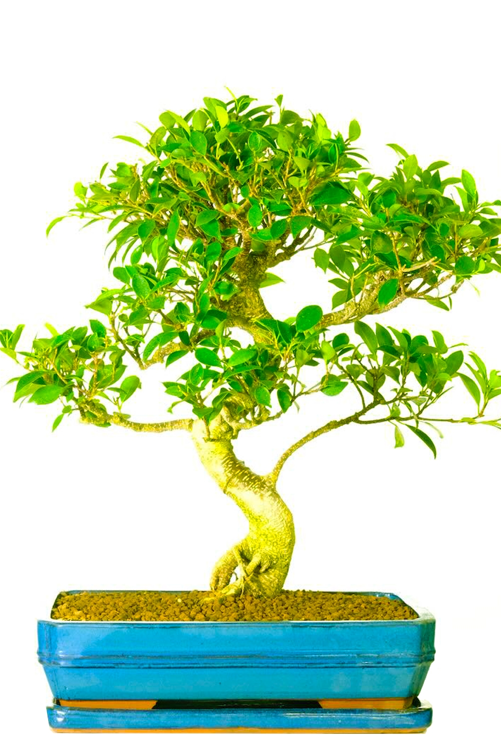 Specimen Ficus bonsai with sensational styling for sale UK