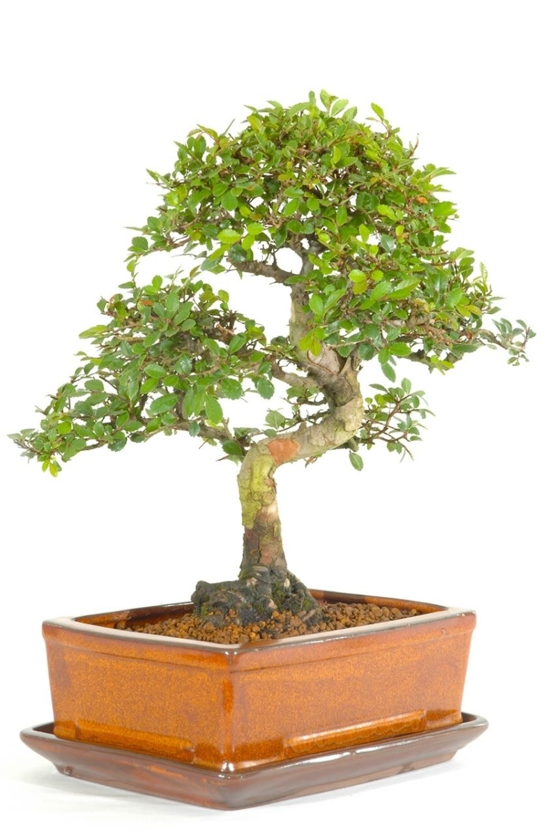 Chinese elm bonsai tree information and care