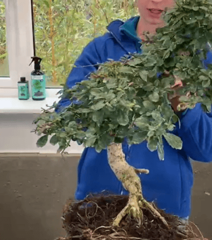 Part 2 of Holly & Lloyd's big repot!