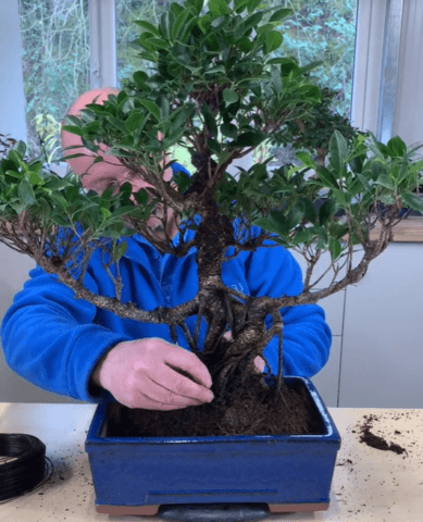 Part 3 of Lloyd & Holly's big repot!
