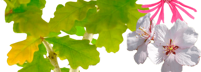 Bonsai tree seedlings for sale