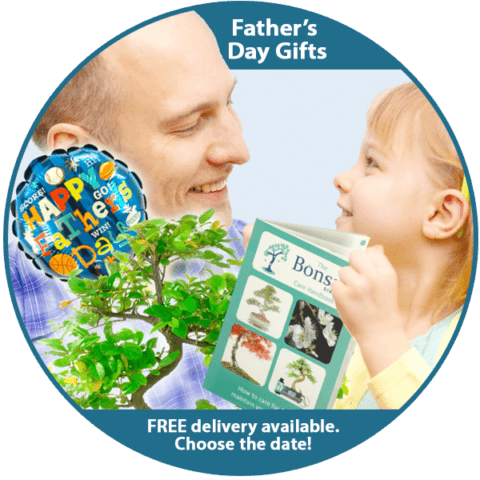 Father's Day Bonsai Tree Plants for Sale