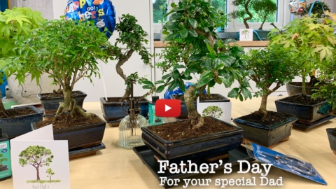 Fathers Day Bonsai Tree gifts from the Experts