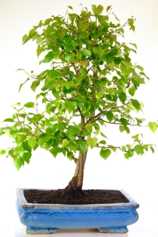 Silver birch bonsai tree