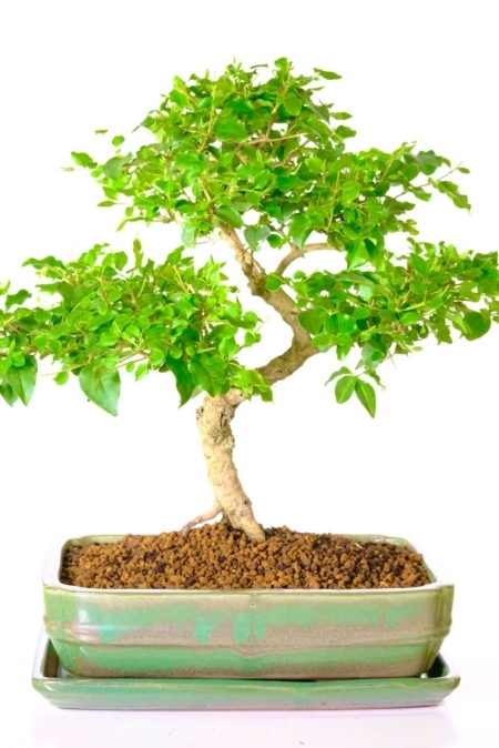 Special Ligustrum sinense bonsai tree for sale in apple green pot