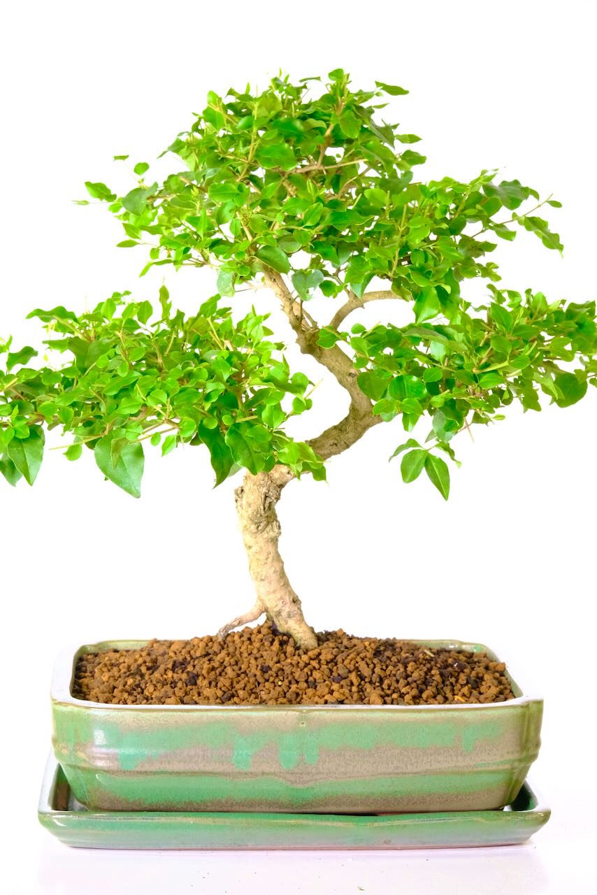 Special Ligustrum sinense bonsai tree for sale in apple green pot