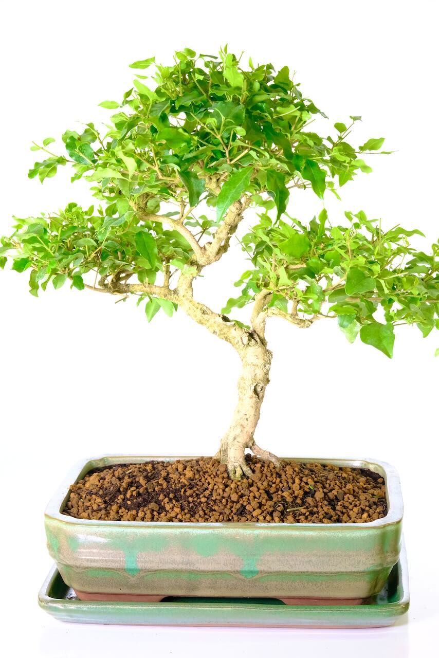 Highly refined Chinese privet bonsai tree for sale 16 years old