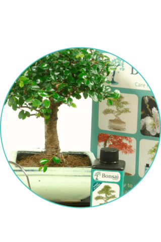 Great value bonsai trees for sale