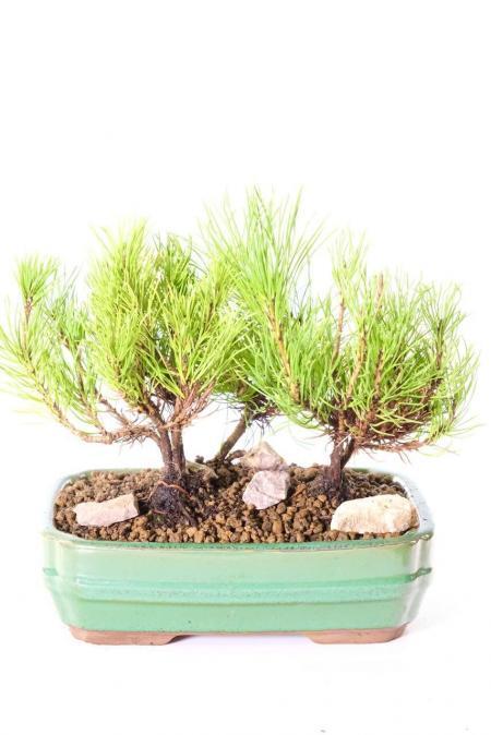 Hardy & evergreen triple forest of Mugo Pine bonsai trees for sale UK