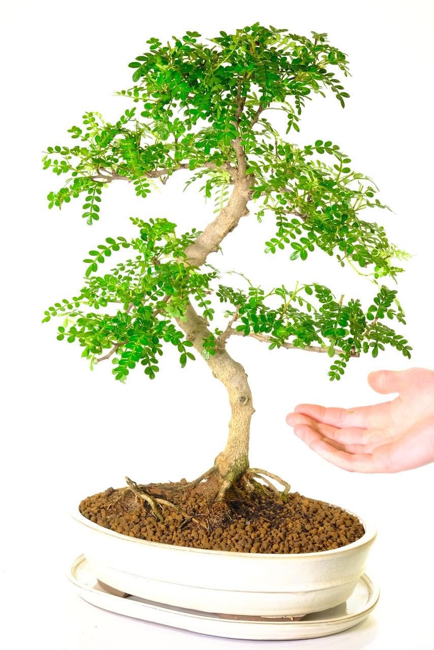 FREE delivery of this remarkable indoor bonsai tree to most areas