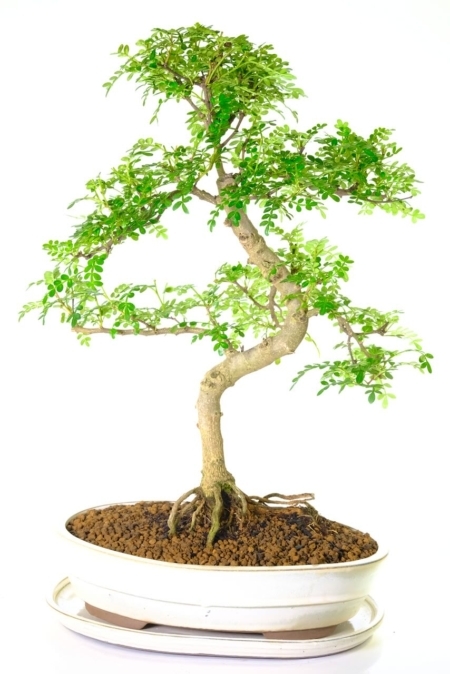 18 year old pepper tree bonsai for sale in cream oval glazed pot