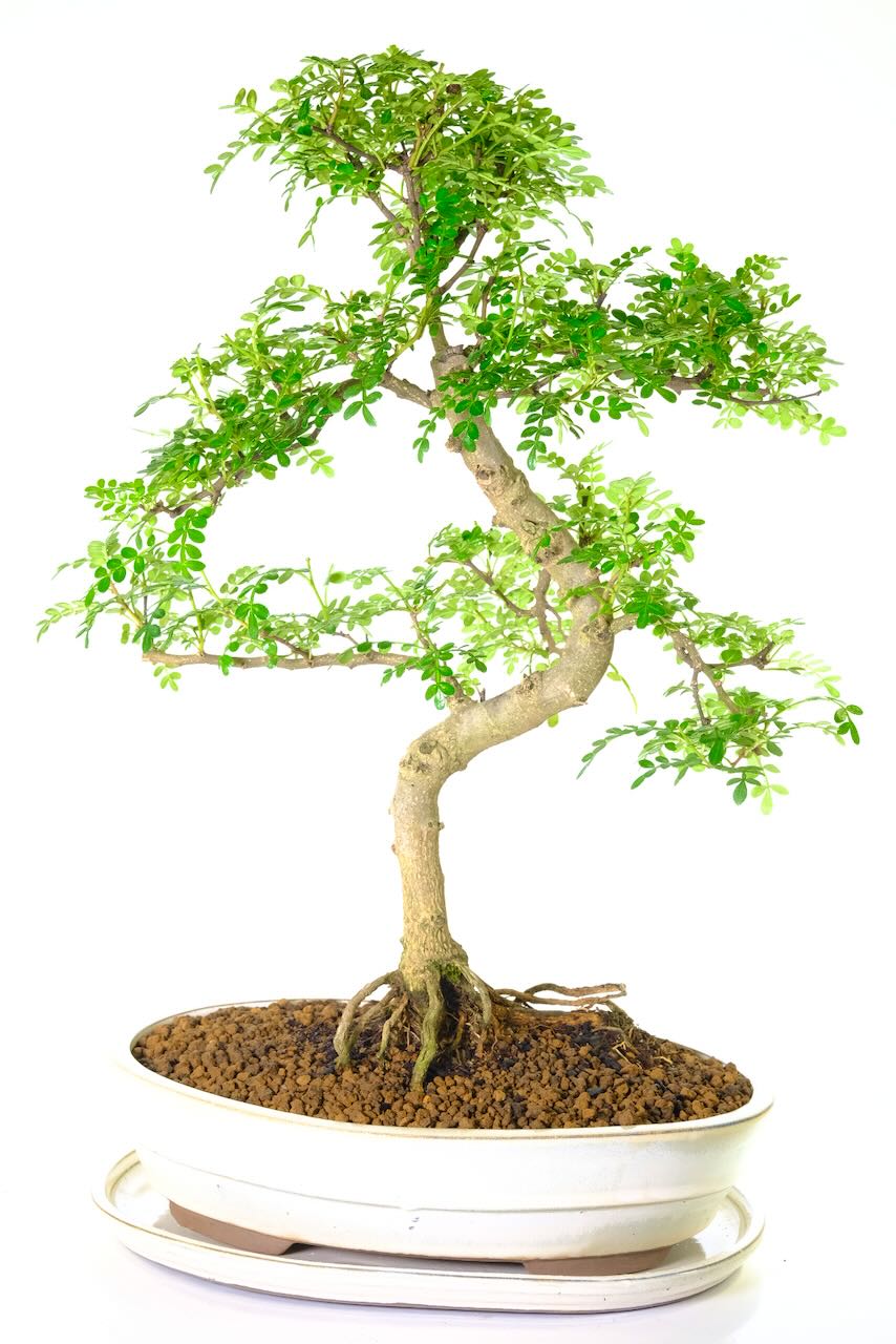 18 year old pepper tree bonsai for sale in cream oval glazed pot