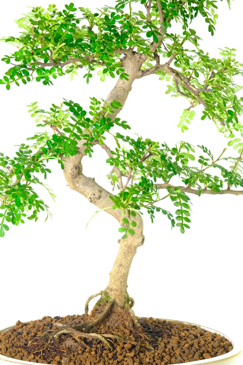 Top quality tall, large easy care bonsai for sale for beginners