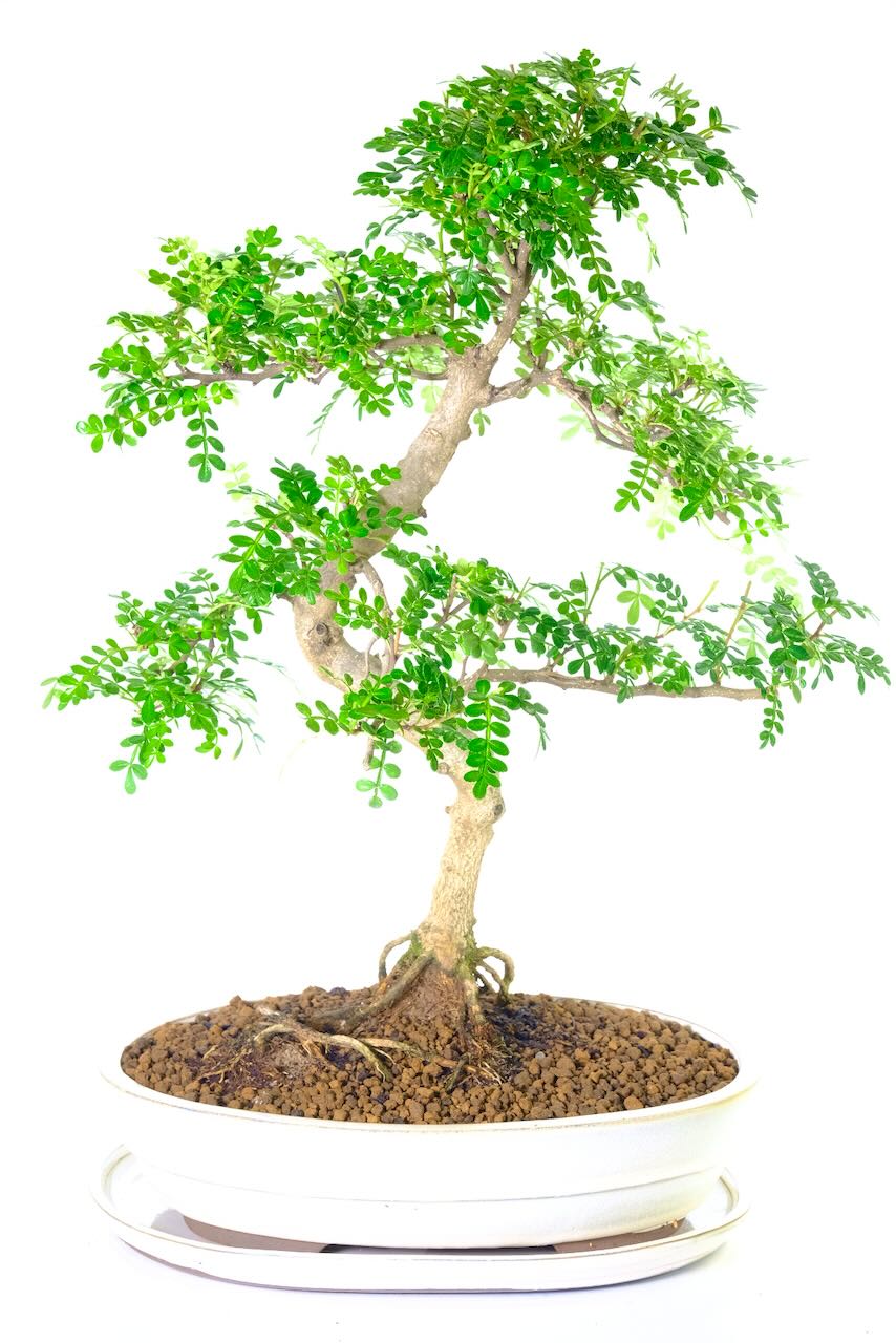 Large & impressive Zanthoxylum pepper bonsai with lemony leaves