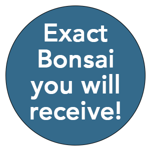 This is the exact bonsai you will receive