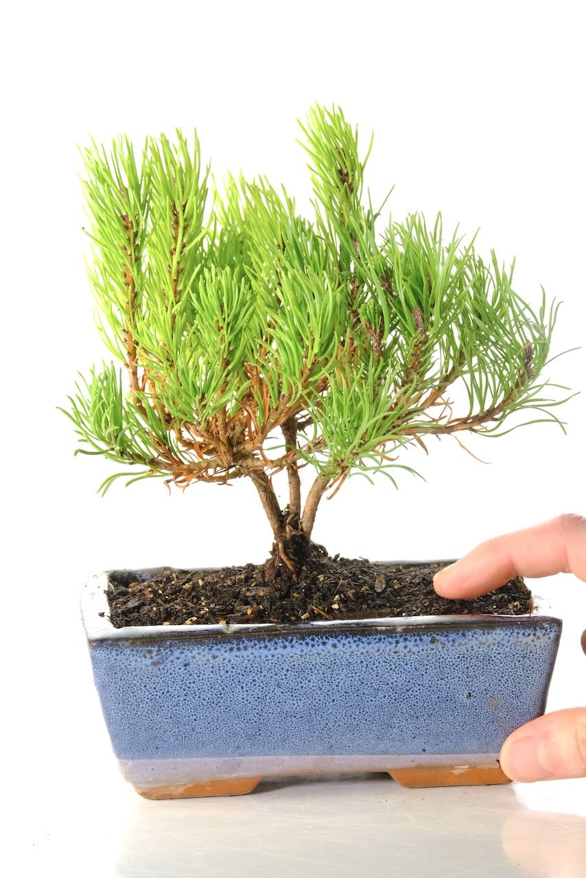 Mountain Pine starter bonsai tree for sale _ Pinus Mugo