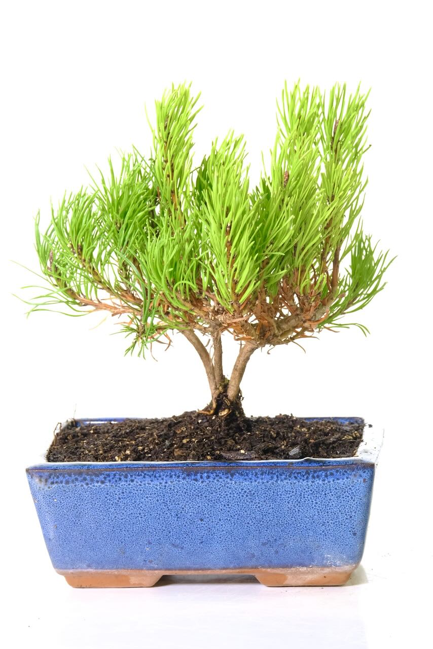 Evergreen Mountain Pine Starter Bonsai tree for sale - Pinus mugo