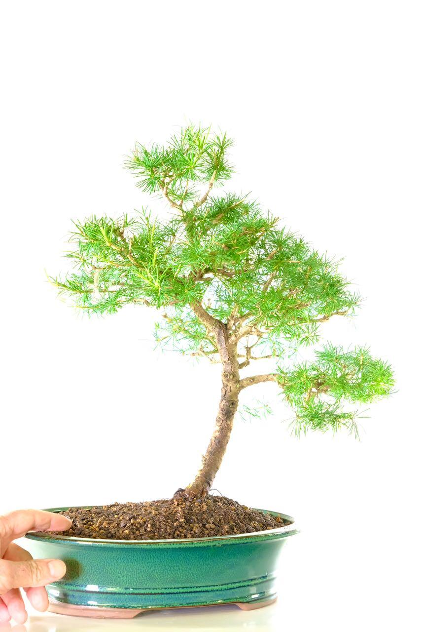 A larger 17 year old Larix hardy bonsai tree for sale