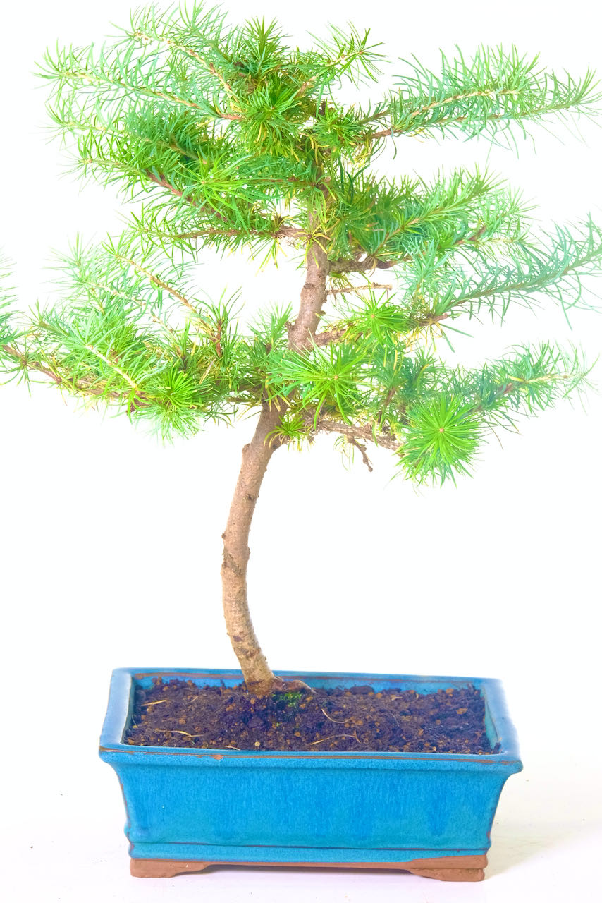 Beautifully formed Larch bonsai tree | A deciduous coniferous species of bonsai