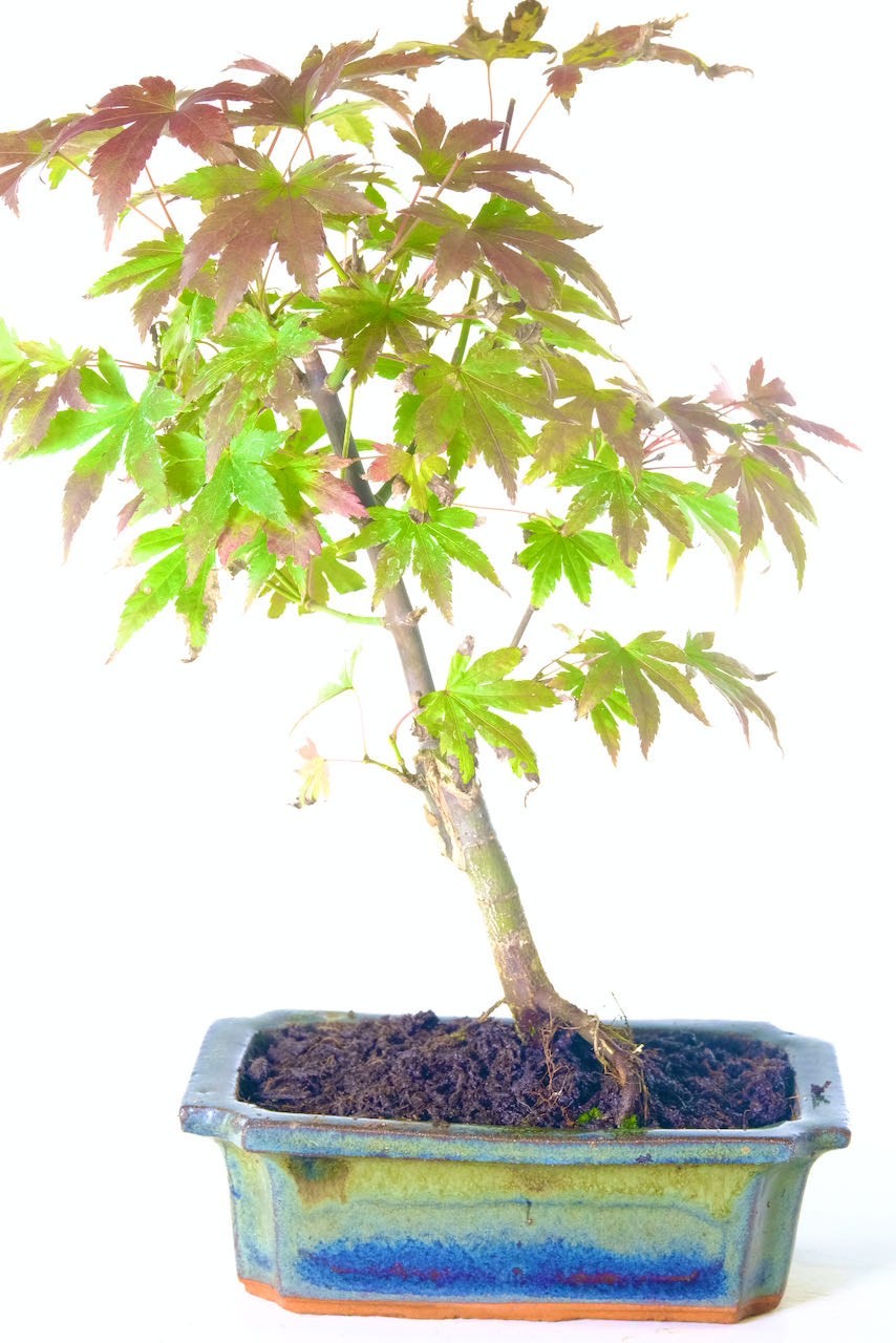 Informal Upright Acer palmatum Orange Dream (Japanese Maple) Bonsai Tree
