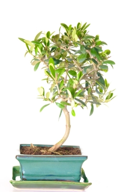 Elegant Olive Bonsai Tree in a mismatched green pot and drip tray.