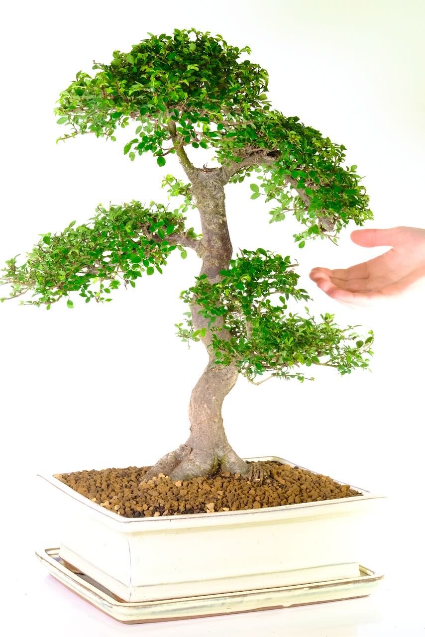 Meticulously placed branches hold neatly shaped, rich green foliage