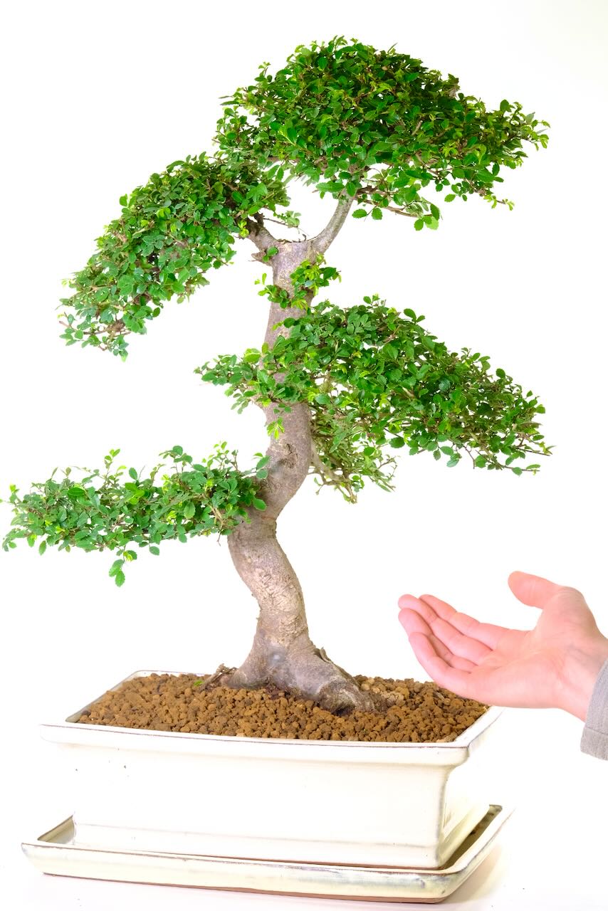 This bonsai displays impressive stature and beautiful shaping