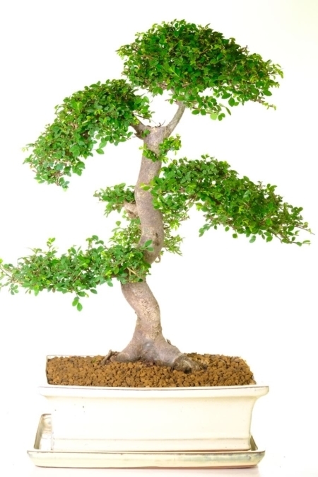 Captivating Extra-Large & Impressive Chinese Elm Indoor Bonsai Tree for Sale UK