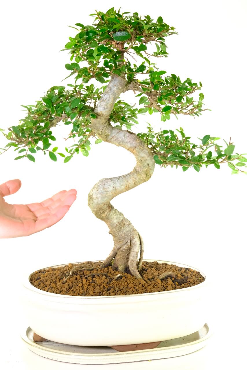 This is the exact bonsai you will get.