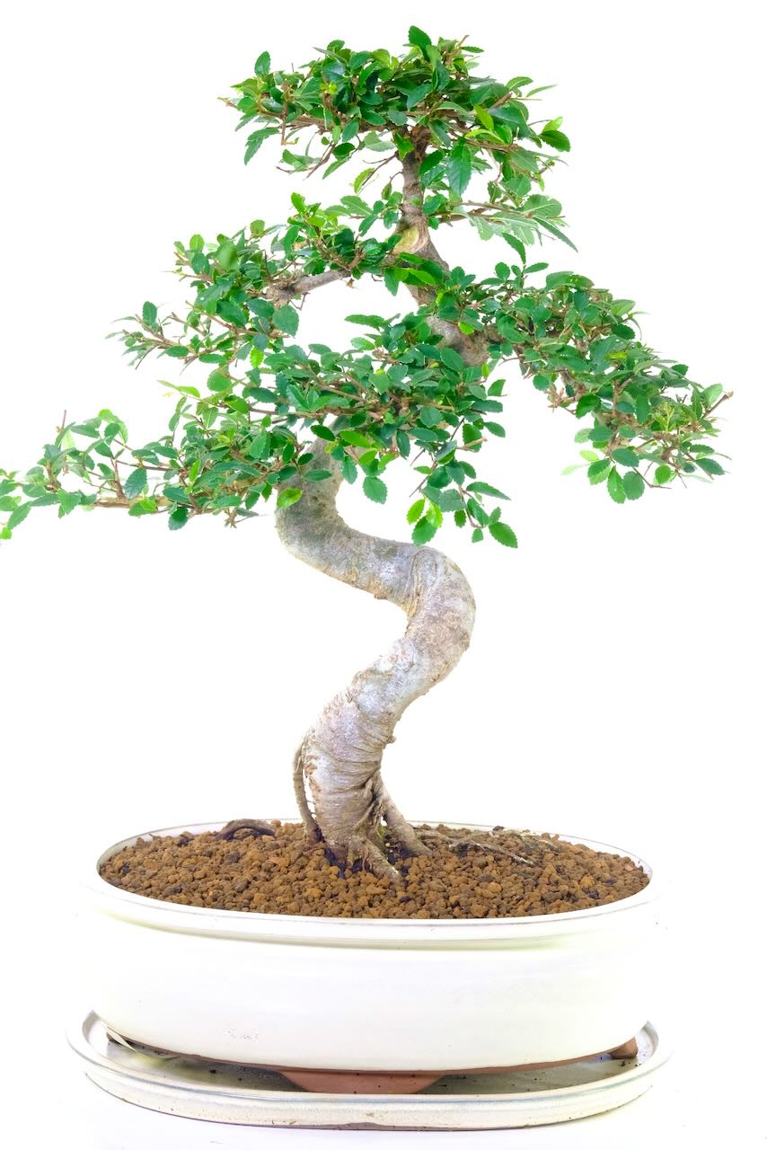 Housed in a soft cream oval ceramic pot with matching drip tray.