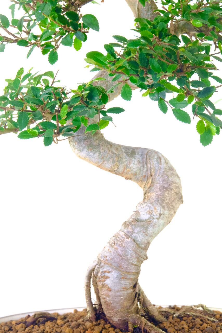 Beautiful aged, rugged bark.