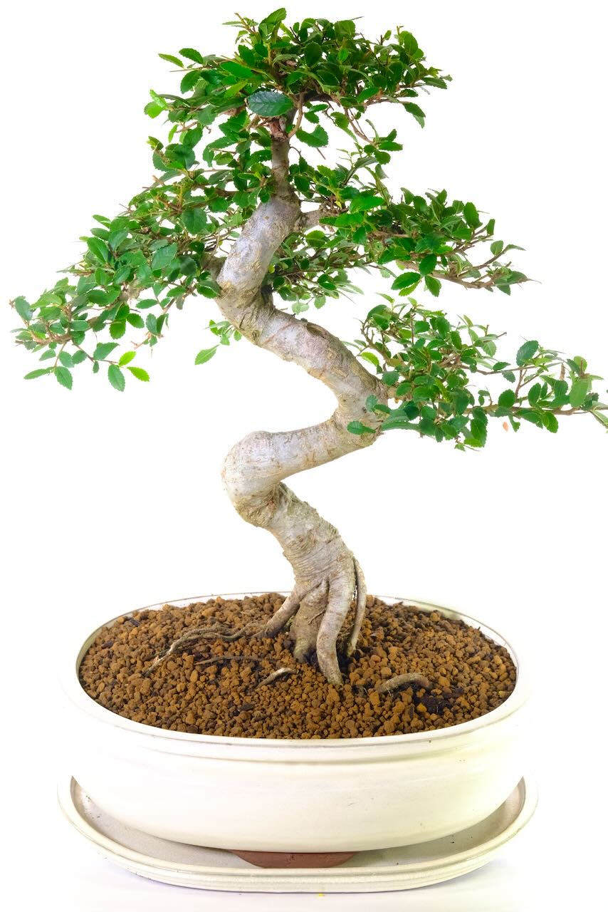 Artistic twisty S-shaped trunk.