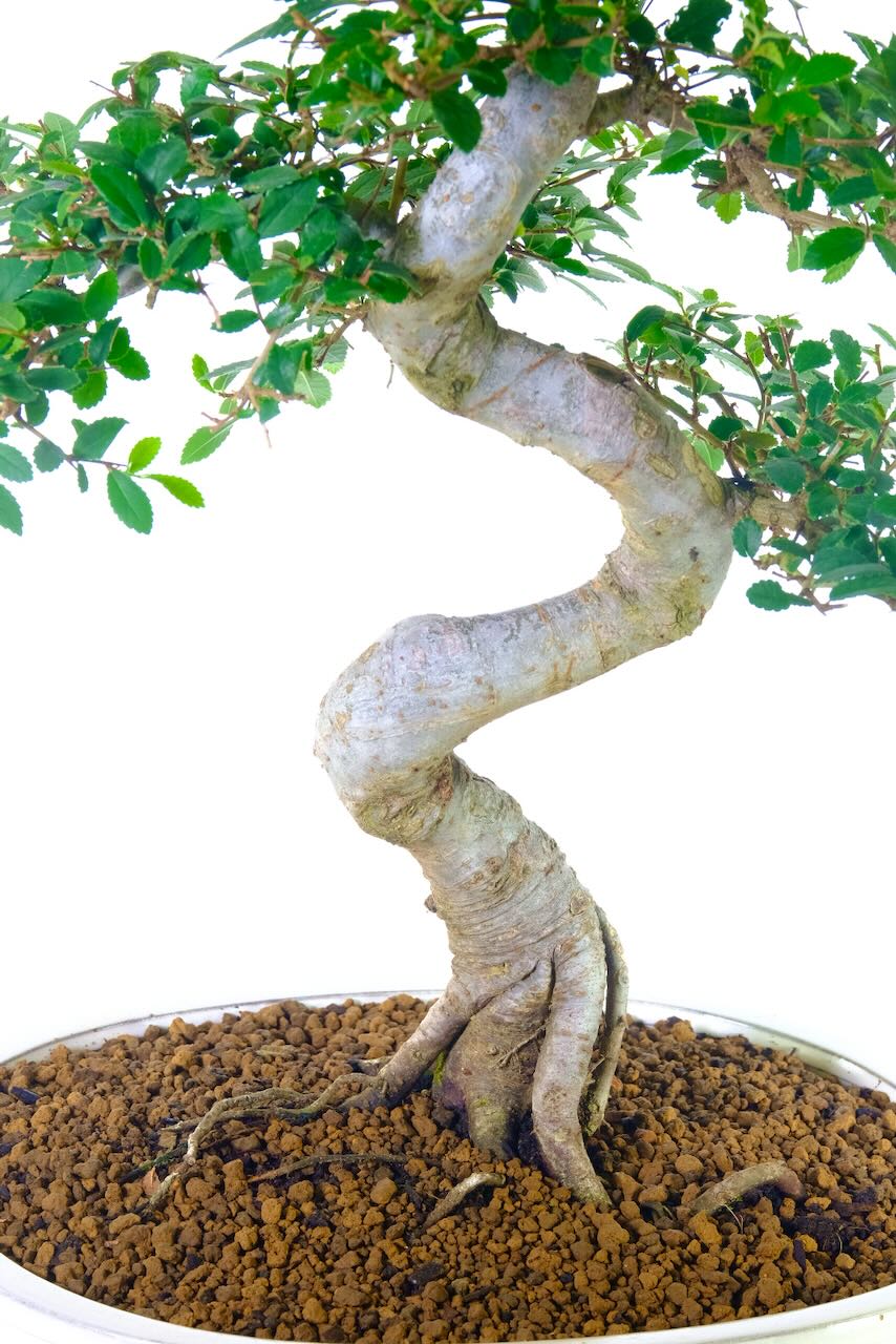 Striking exposed roots.