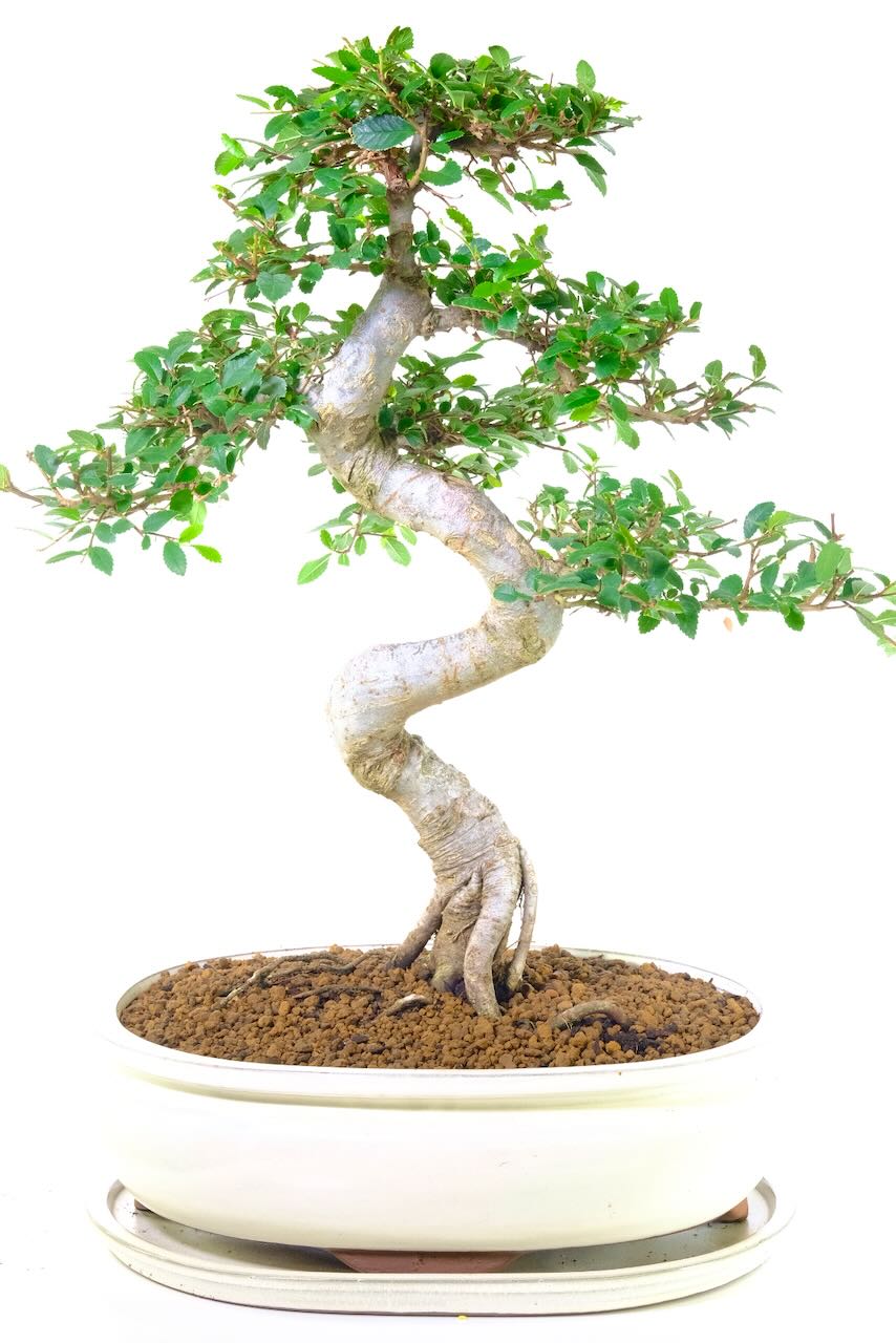 Excellence Range Mature Extra-Large Chinese Elm Bonsai - Absolutely Stunning