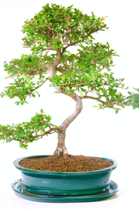 Elegant Chinese Elm Indoor Bonsai - Balanced Canopy and Dramatic Twisty Trunk