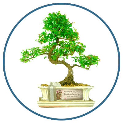 Anniversary Bonsai Gifts