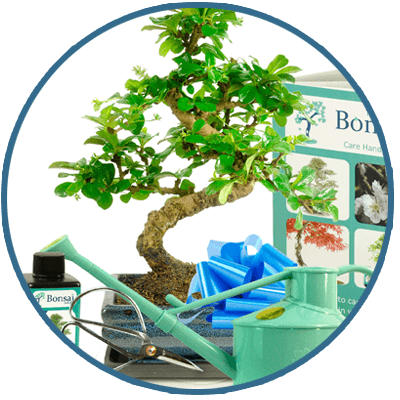 Bonsai Trees for Beginners