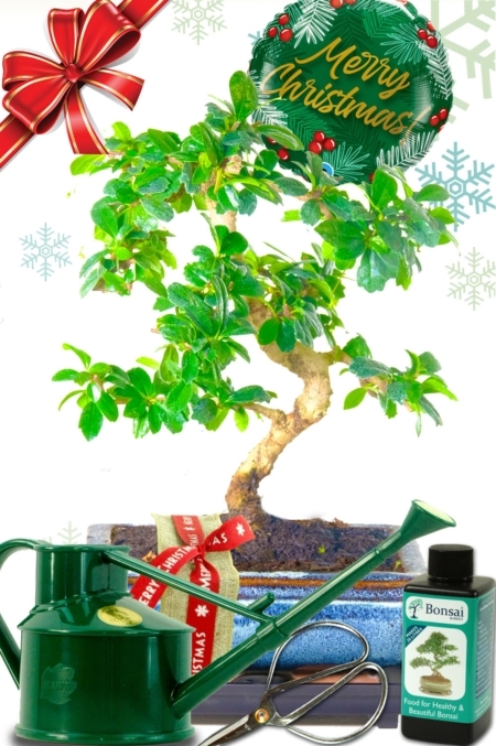 Beautiful indoor flowering Fukien Tea Tree Christmas gift - Comprehensive kit & gift wrapped!