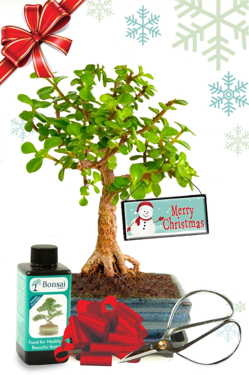 Christmas Woodland-Style Indoor "Money Tree" Jade Bonsai | Easy Care!