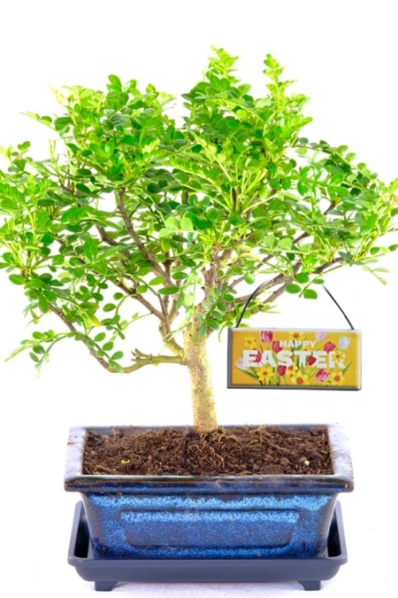 Zesty and fragrant Aromatic Pepper woodland-style bonsai tree Easter gift for sale UK