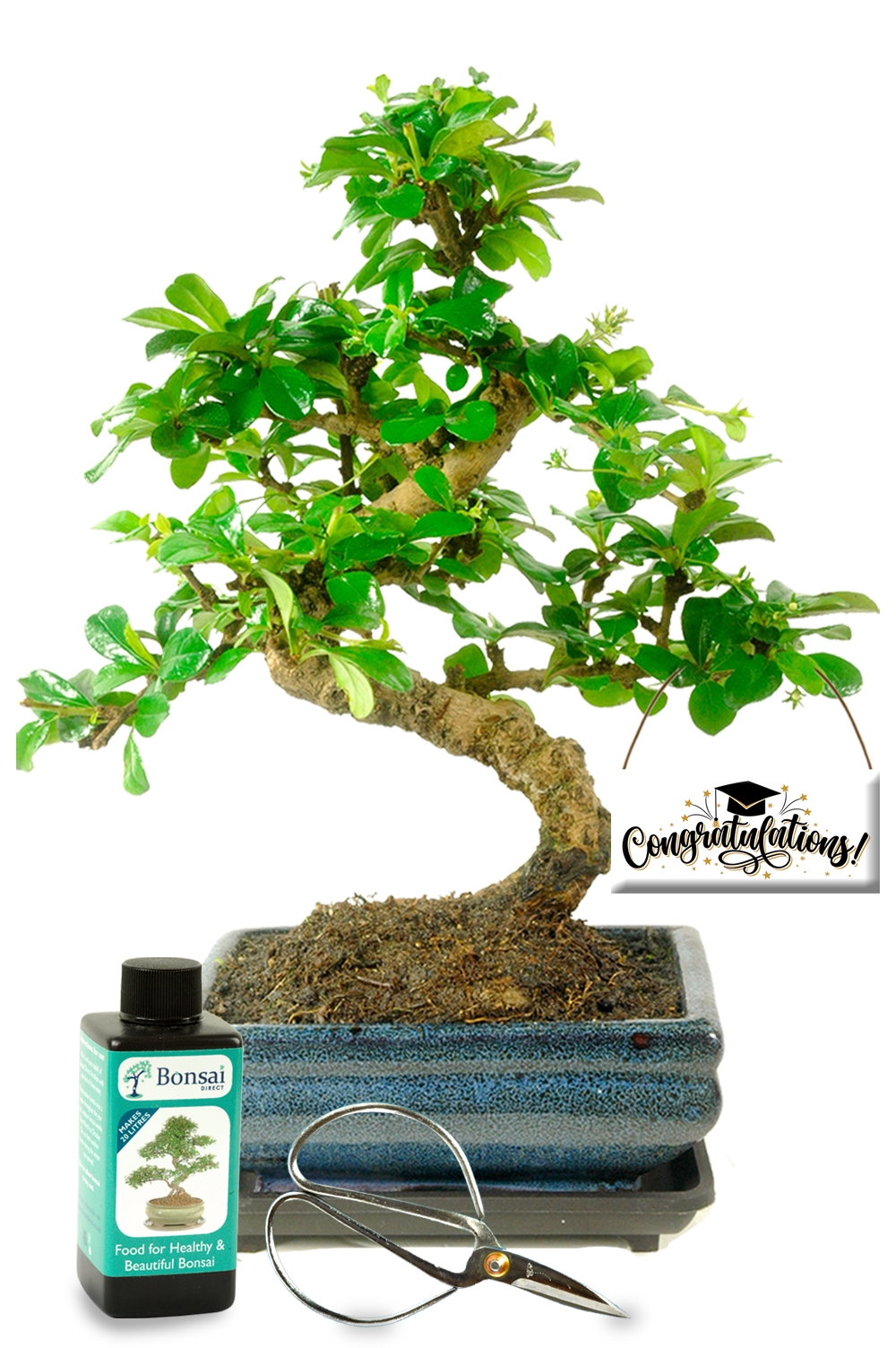 Celebrate their achievements with a beautiful flowering bonsai starter kit!