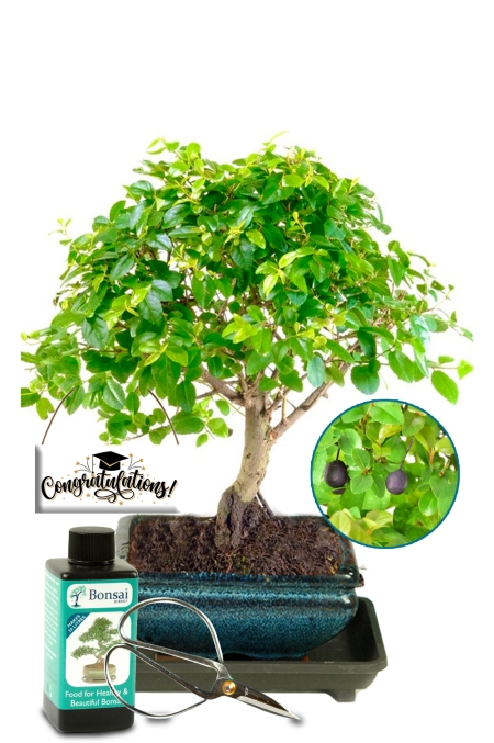 Fruiting Chinese Sweet Plum starter bonsai tree kit - Lovely graduation gift!