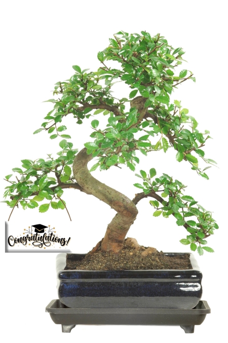 Unique & inspiring Graduation gifts! 8 year old Chinese Elm bonsai tree