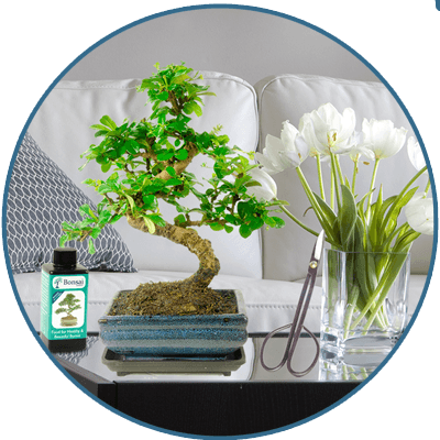 Indoor bonsai trees for sale.