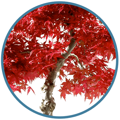 Maple bonsai trees - expert opinion