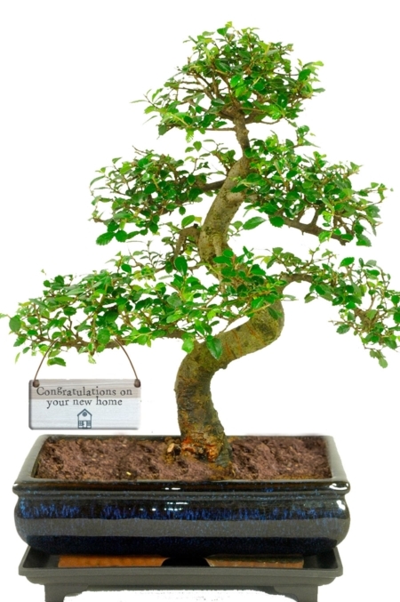 16 year old Chinese Elm bonsai tree - New Home gift ideas for sale UK