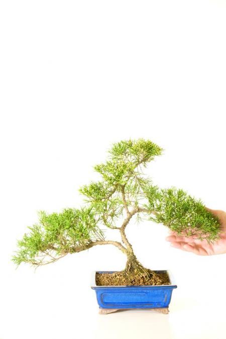 Chinese Juniper (Juniperus chinensis) Evergreen Bonsai Classic