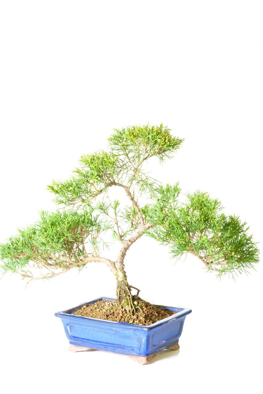 Mature Chinese juniper bonsai tree for sale