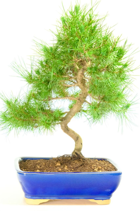 Sensational Evergreen Mediterranean Aleppo Pine Bonsai