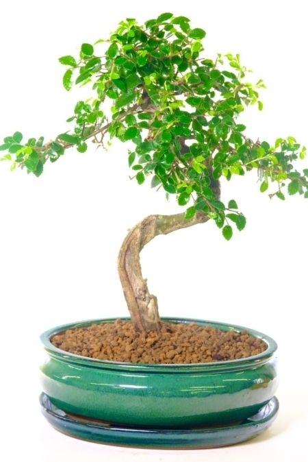 Chinese Elm Indoor Bonsai for Beginners | Unique Serpentine Styling - Oozes Artistic Beauty